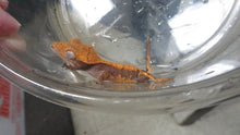 Load image into Gallery viewer, Crested Gecko baby CG7
