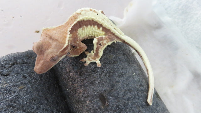 High White Frappuccino Crested Gecko Baby CG27
