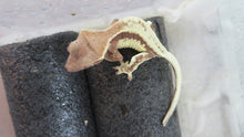 Load image into Gallery viewer, High White Frappuccino Crested Gecko Baby CG27
