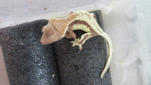 High White Frappuccino Crested Gecko Baby CG27