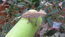 Load image into Gallery viewer, Red Cappuccino Crested Gecko CG29
