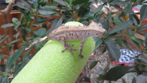 Red Cappuccino Crested Gecko CG29