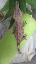 Load image into Gallery viewer, Red Cappuccino Crested Gecko CG29
