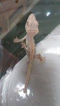 Load image into Gallery viewer, Lilly White Crested Gecko Baby CG19
