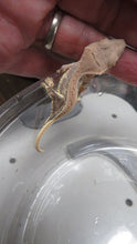 Load image into Gallery viewer, Lilly White Crested Gecko Baby CG19
