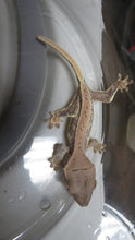 Load image into Gallery viewer, Lilly White Crested Gecko Baby CG19
