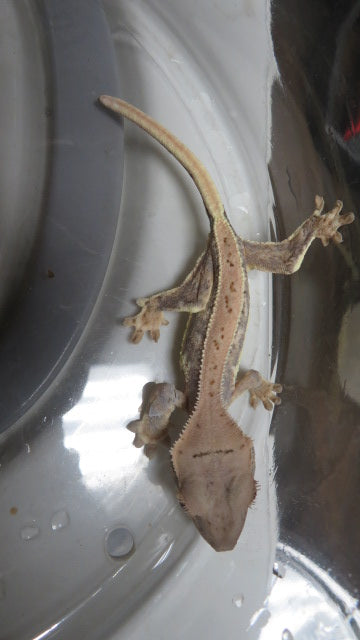 Lilly White Crested Gecko Baby CG19