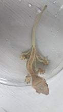 Load image into Gallery viewer, Tangerine Lilly White CG7
