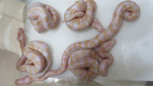 Load image into Gallery viewer, Albino het pied Ball Python
