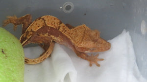Orange Cappuccino CG2