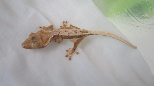 Low Scale Lilly White CG6
