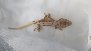 Cappuccino Crest Gecko CG13