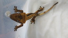 Load image into Gallery viewer, Frappuccino Crest Gecko CG11
