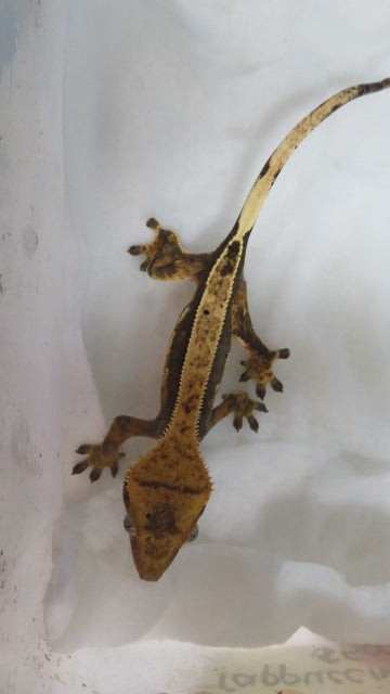 Frappuccino Crest Gecko CG11
