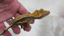 Load image into Gallery viewer, Frappuccino Crest Gecko CG11
