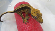 Load image into Gallery viewer, Frappuccino Crest Gecko CG11
