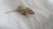 Load image into Gallery viewer, Lilly White Crest Gecko CG19
