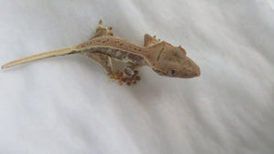 Lilly White Crest Gecko CG19