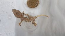 Load image into Gallery viewer, Lilly White Crest Gecko CG19
