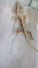 Load image into Gallery viewer, Lilly White Crest Gecko CG20
