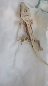 Lilly White Crest Gecko CG20
