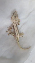 Load image into Gallery viewer, Lilly White Crest Gecko CG20
