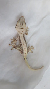 Lilly White Crest Gecko CG20
