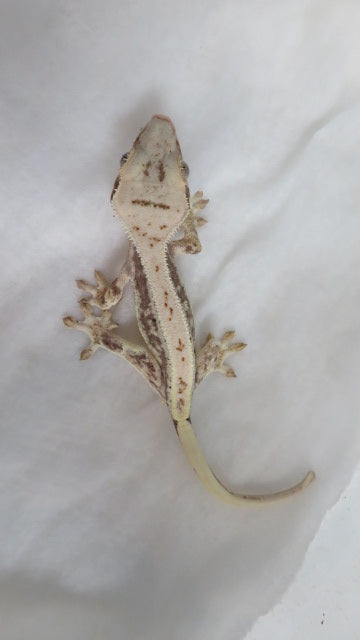 Lilly White Crest Gecko CG20