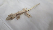 Load image into Gallery viewer, Lilly White Crest Gecko CG20
