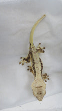 Load image into Gallery viewer, Lilly White Crested Gecko CG21
