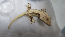 Load image into Gallery viewer, Lilly White Crested Gecko CG21
