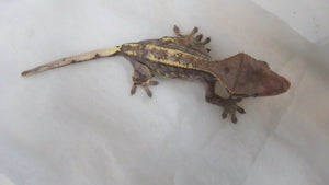 Cappuccino Crested Gecko CG22