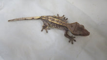 Load image into Gallery viewer, Cappuccino Crested Gecko CG22
