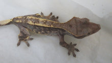 Load image into Gallery viewer, Cappuccino Crested Gecko CG22
