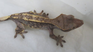 Cappuccino Crested Gecko CG22