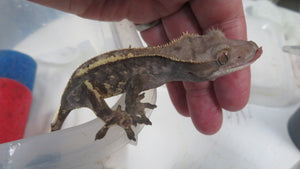 Cappuccino Crested Gecko CG22