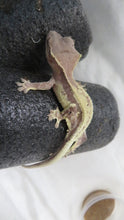 Load image into Gallery viewer, High White Frappuccino Crested Gecko Baby CG27
