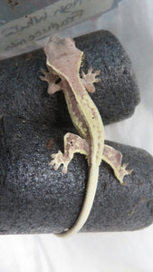 High White Frappuccino Crested Gecko Baby CG27