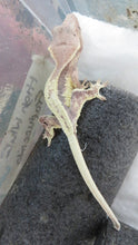 Load image into Gallery viewer, High White Frappuccino Crested Gecko Baby CG27
