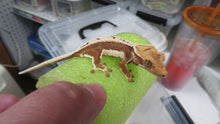 Load image into Gallery viewer, Lilly White pos Lavender Crested Gecko CG30
