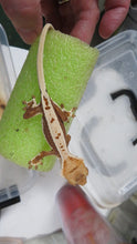 Load image into Gallery viewer, Lilly White pos Lavender Crested Gecko CG30

