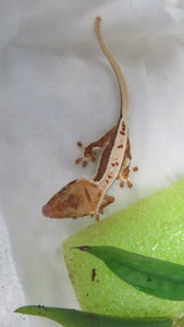 Lilly White pos Lavender Crested Gecko CG30