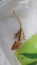Load image into Gallery viewer, Lilly White pos Lavender Crested Gecko CG30
