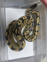 Load image into Gallery viewer, Ball Python Rehome E9
