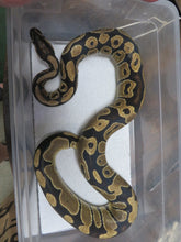 Load image into Gallery viewer, Ball Python Rehome E9
