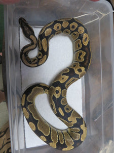 Ball Python Rehome E9
