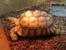 Load image into Gallery viewer, Sulcata Tortoise 13&quot; Todd Rehome
