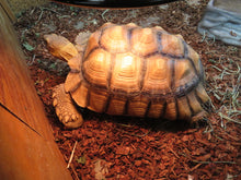Load image into Gallery viewer, Sulcata Tortoise 13&quot; Todd Rehome
