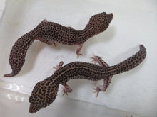 Load image into Gallery viewer, Mack Super Snow Breeding Pair (2)
