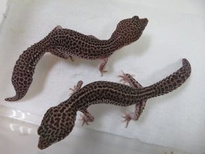 Mack Super Snow Breeding Pair (2)